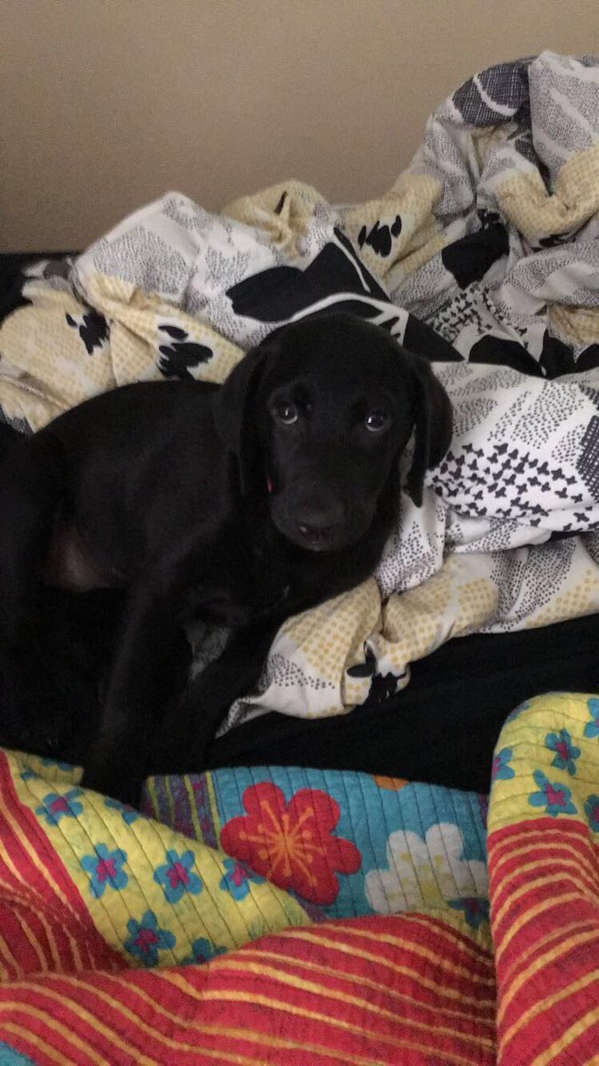 jguythornton's tweet photo. Look at those eyes!! ๐๐ #libbythelab https://t.co/LSKOJdTO5f