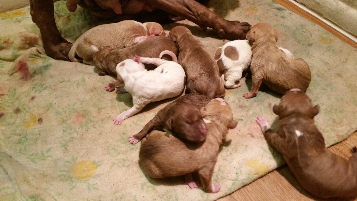 stiles_5CBC's tweet photo. Puppies finally here. https://t.co/b1KFxMUoDt
