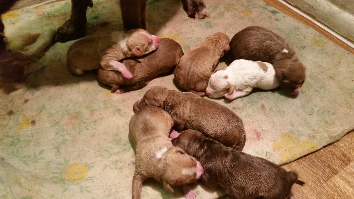 stiles_5CBC's tweet photo. Puppies finally here. https://t.co/b1KFxMUoDt