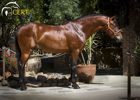 #FelizMartes les desea nuestro #Hermoso #Caballo en #RanchoTecate