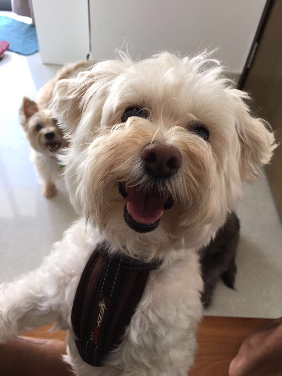 Gvn_Rivera's tweet photo. "Ay!! Sh*ts lit fam"- My Pup #SamsonSimpson texted me this morning🙄
*Can't wait to see him tomorrow 😬 https://t.co/tQLC5PAiq6