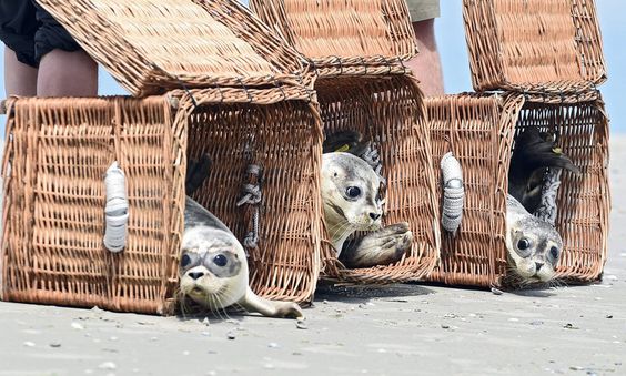 Искусственное расселение животных. Выпустить на волю. Внутренний зверь мем. В тайлпнде в день рождения выпускают на волюживотных. Выпусти животных.