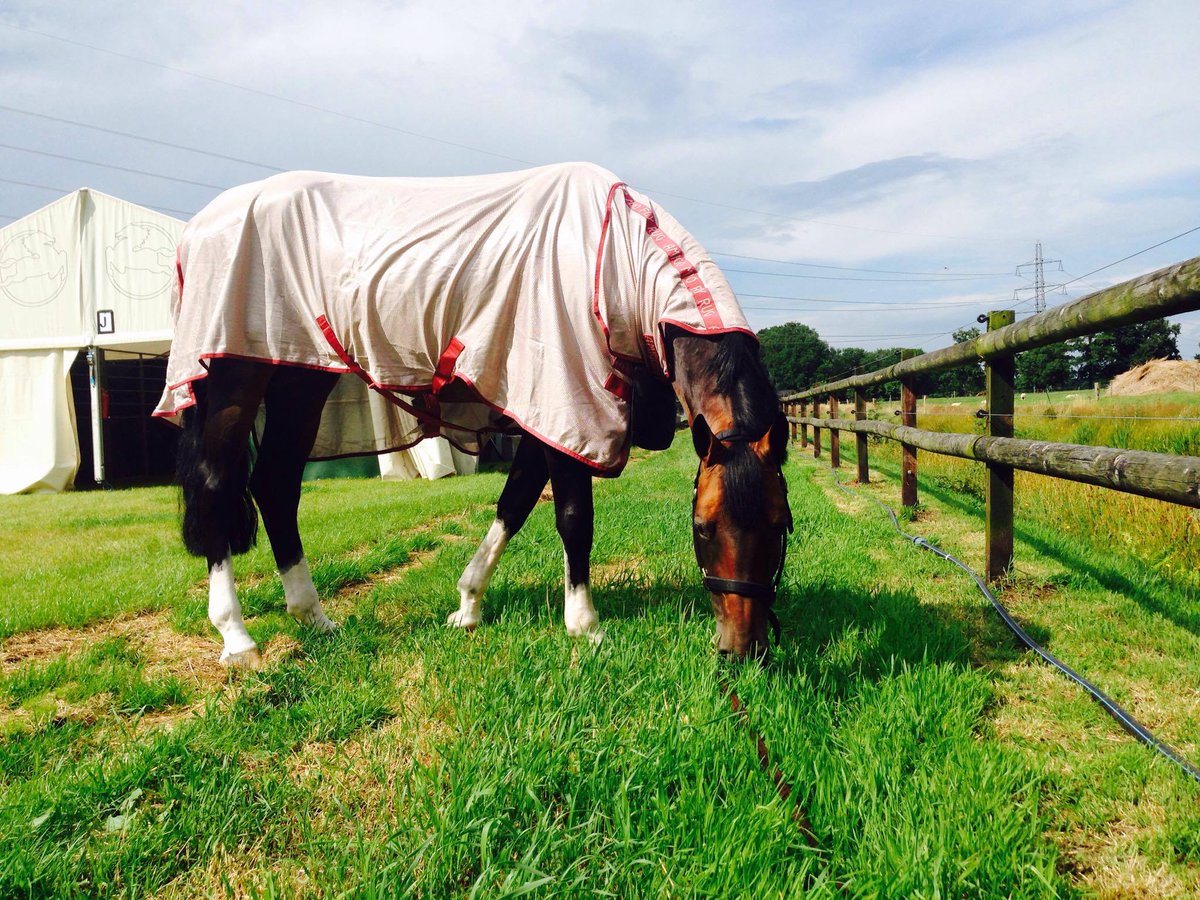 RoeSpencer's tweet photo. Arrived @CHDeWolden yesterday. Horses are settling in fine and #ChaccomoAgsotini is testing the grass here https://t.co/jnMhYN7zD8