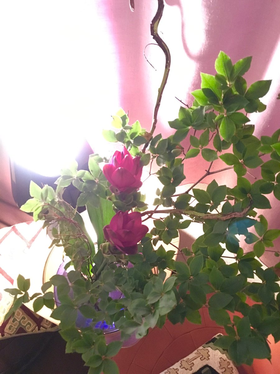 yukiko_uno's tweet photo. お花を買って片づけモチベーションをUP。さらりとすっきり。クワイエットでピースフルな時間。
#lifetexture #mindtexture #timetexture https://t.co/wZAiIef2XC