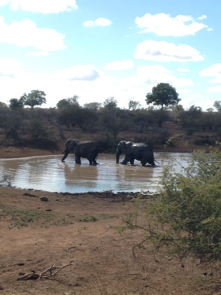 radnortrip's tweet photo. Some safari evidence! Fighting Lions, Elephant Swimming and the rest... #SA2016 ps. Saw the entire big 5 in 2 days https://t.co/ahzmb2TYgC