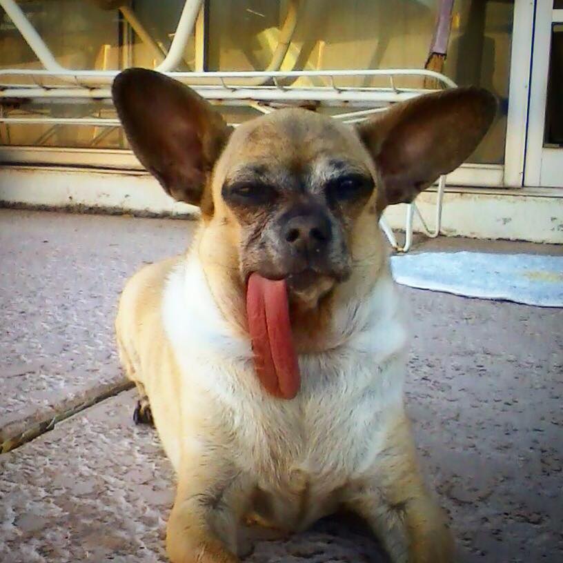 nickialanoche's tweet photo. This is the face of an angel: @chicohombre. #chug #chuglife https://t.co/XcKOXKY6HF
