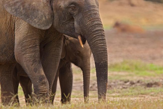 wildtechMB's tweet photo. Operation #PackYourTrunk: 500 #elephant moved across #Africa to protect species https://t.co/HA9P3JrbIV https://t.co/EUVp3uMiEs