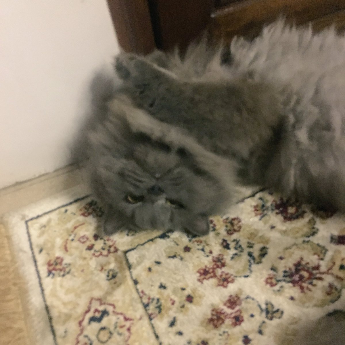 teyadavid's tweet photo. I'm turning into a cat person??? I love you, feline https://t.co/IJ4Ydq0uxW