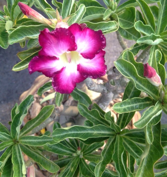 lawansuwannarat's tweet photo. ชวนชม #mockazalea #flower #bangkok #Thailand https://t.co/OJZAtbyzIJ