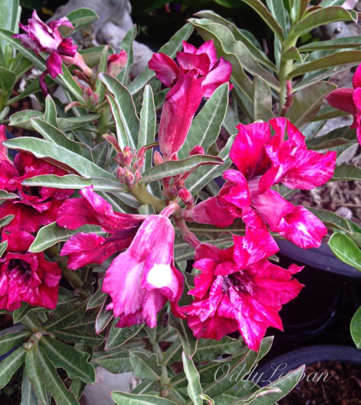lawansuwannarat's tweet photo. ชวนชม #mockazalea #flower #bangkok #Thailand https://t.co/OJZAtbyzIJ