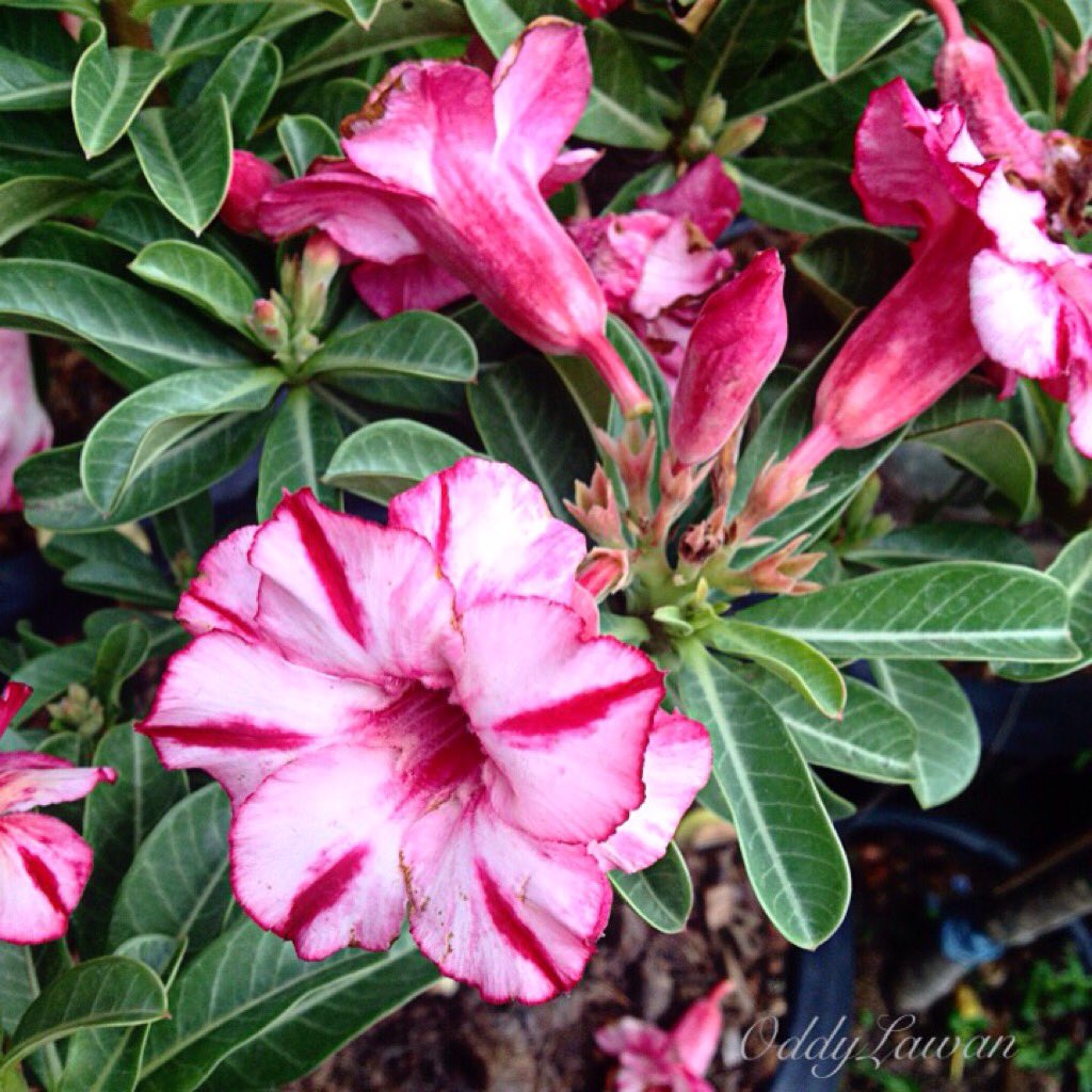 lawansuwannarat's tweet photo. ชวนชม #mockazalea #flower #bangkok #Thailand https://t.co/OJZAtbyzIJ