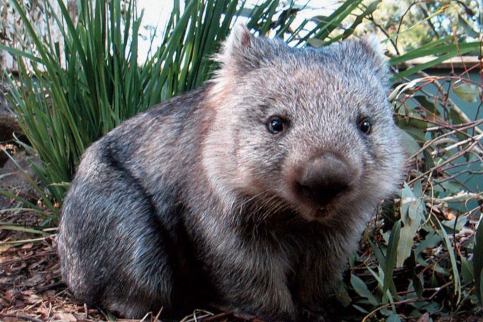 Chloe_Michal's tweet photo. @animatedGeoff me looking at a photo of a wombat yesterday https://t.co/AB4CIxhL4x