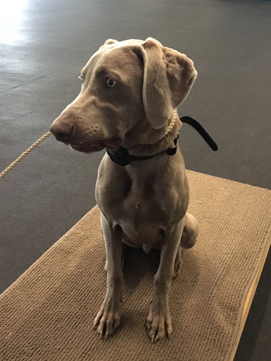 stardogchar's tweet photo. Waylon the #weimarainer is back for more!! #bootcamp https://t.co/a9jMkWe9gY