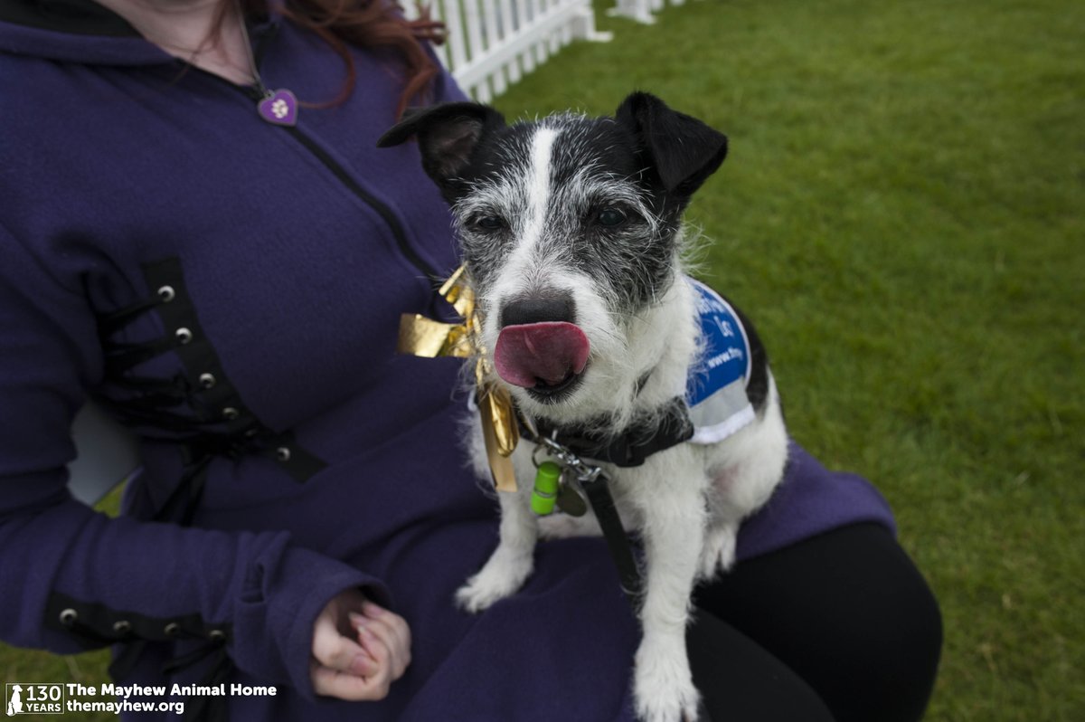 themayhew's tweet photo. We're excited to say that Hounds on the Heath raised over £5K! Thanks to everyone who came 🐶 https://t.co/43ERWIJi5A https://t.co/2sRoryFoR9