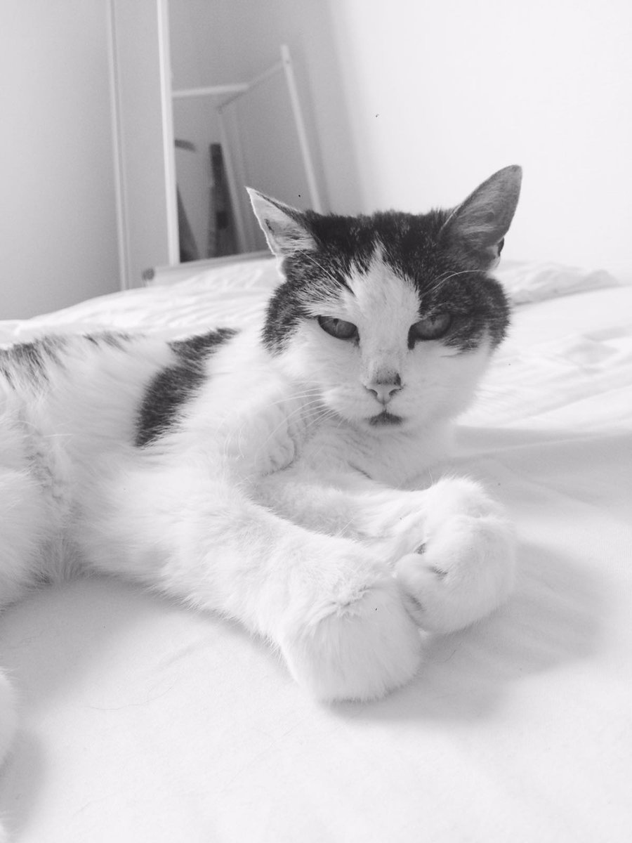 Liefsten's tweet photo. Dag lieve Yip. Bijna 20 jaar hebben we van je mogen genieten. We gaan je vreselijk missen.  X https://t.co/LlMnk0xkQX