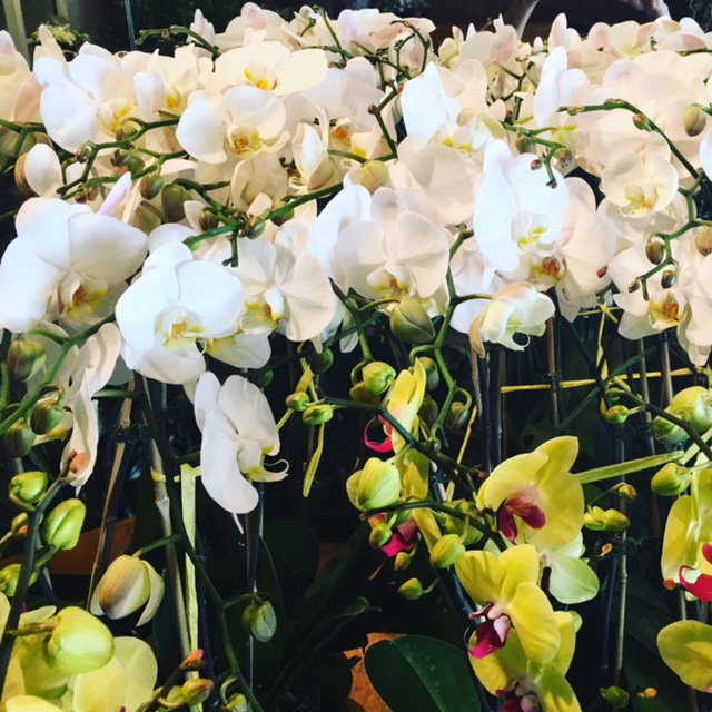 A_W_Flowers's tweet photo. Beautiful as these Phalaenopsis Orchids are no wonder we can't keep them from flying out the door ! #dcflorist https://t.co/CoJ9piR4fW