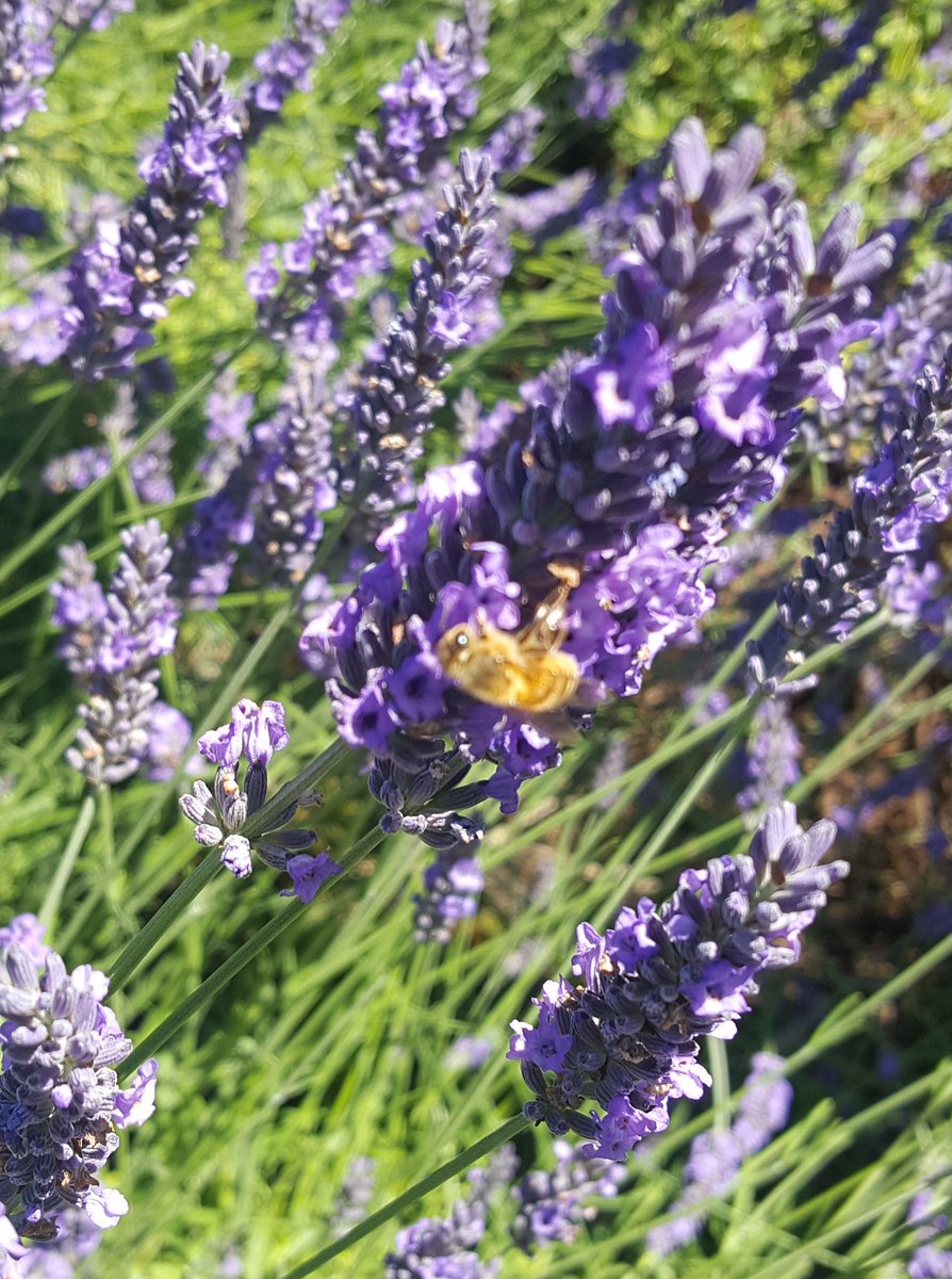 Findlavender's tweet image. Only today, save 30% entire store at amazon.com/Findlavender
OR Findlavender.com