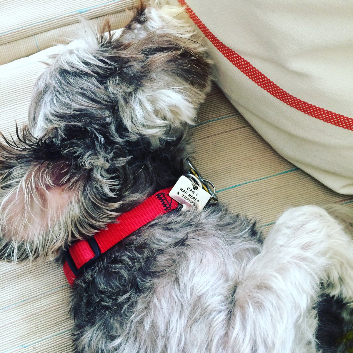 "Can I nap here? K Thanks." We have the most precious pet accessories! #luckyfeather #lfwholesale #petaccesories 🐾🐶🐱