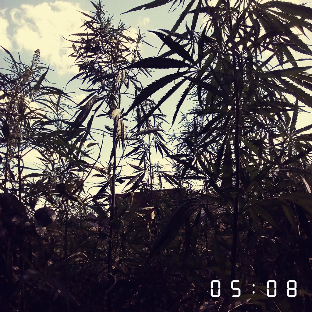 toothdevil4's tweet image. Мразь