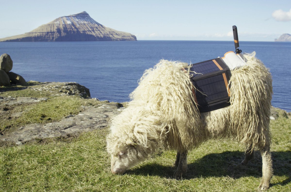 berlingske's tweet photo. Færøsk Sheep View: Får med kamera på ryggen skal få Færøerne med på Google Street View https://t.co/qRPVpQKwnt https://t.co/8PzWFXprza