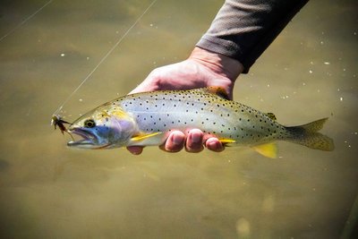 TroutUnlimited's tweet photo. Nine anglers have already completed the Utah #cutthroat #trout slam. https://t.co/XaulzOrLpa Are you next? https://t.co/0BU9GiZtiT