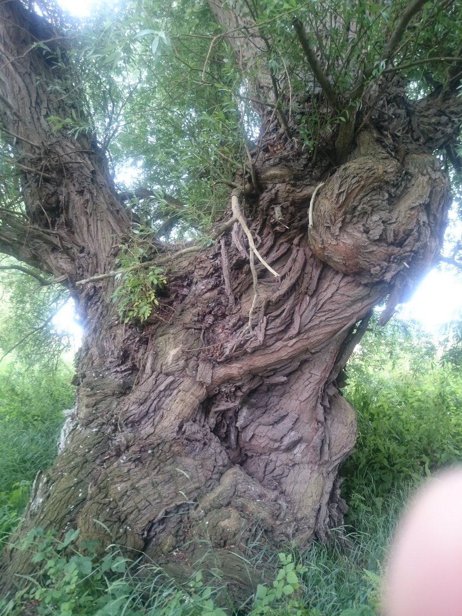 CJHs22's tweet photo. A lovely old willow Tree. Haven't seen many like it https://t.co/Hi5aTyxBKM