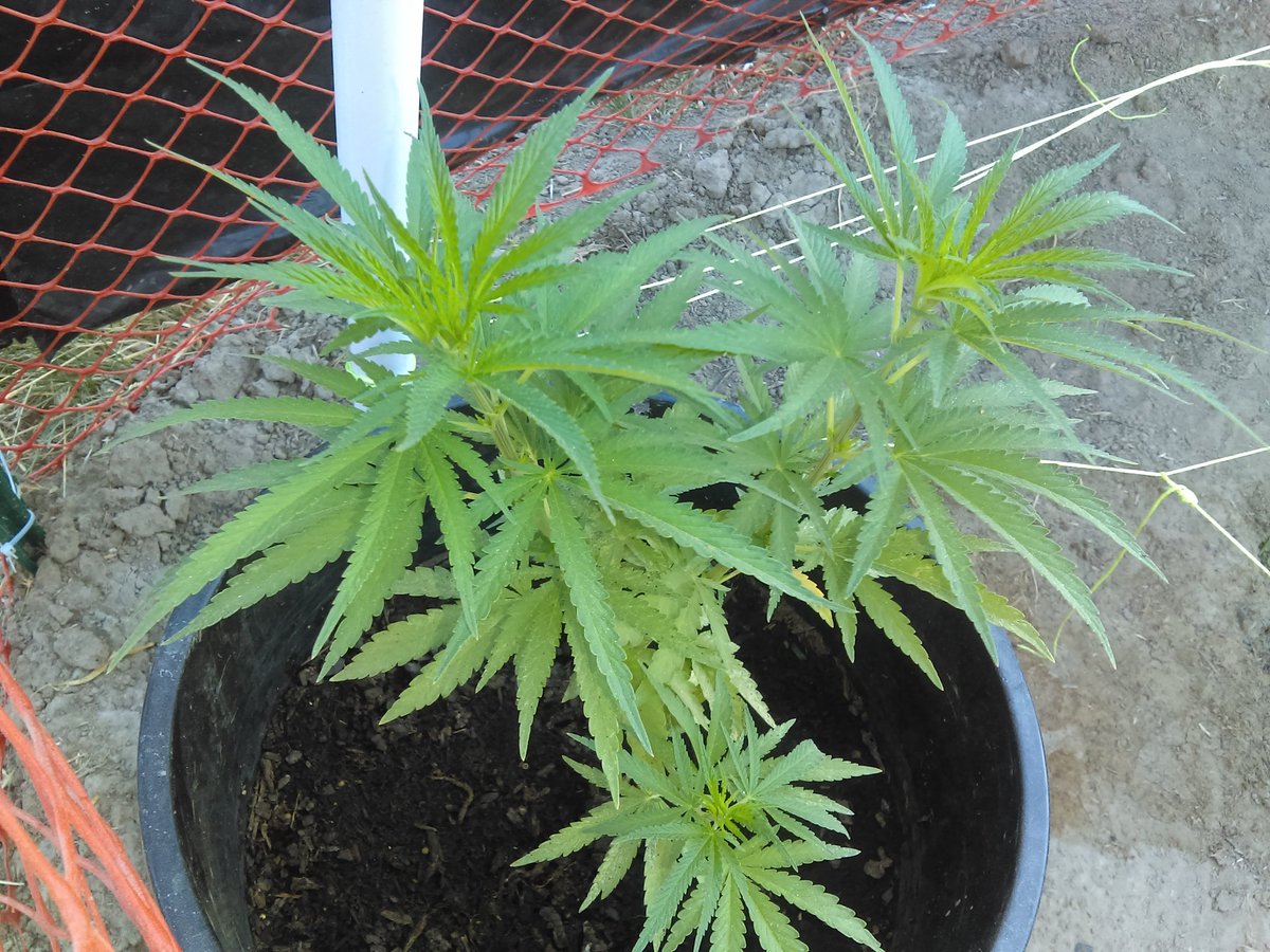 Maxyield710 tweet picture