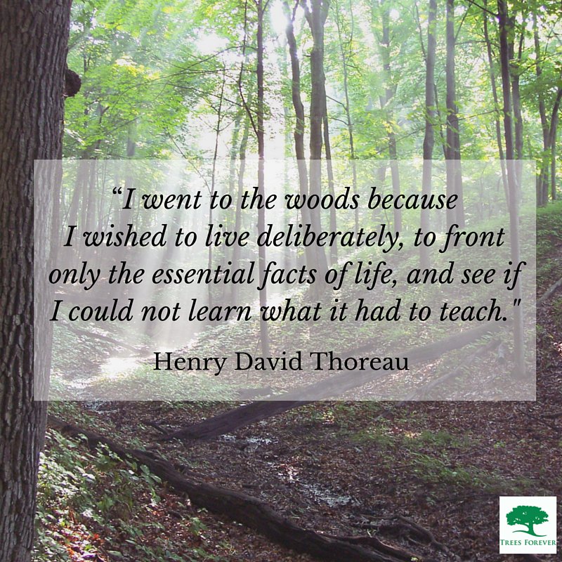 Trees_Forever's tweet image. Live deliberately. #trees #forests