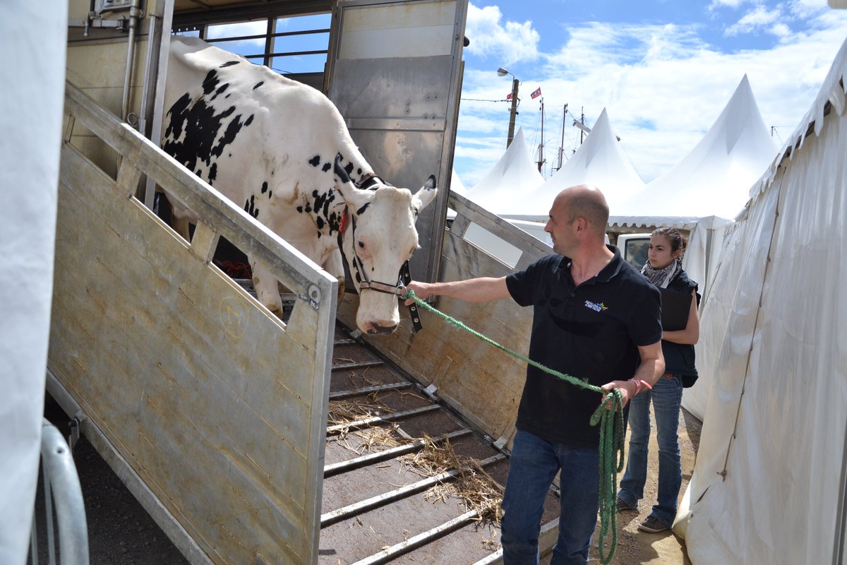 CPape_bzh's tweet photo. Les vaches sont arrivées en fin d'après-midi sur le village @TerresetMersdeB à @brest2016 @chambagri_29 https://t.co/PmUG4VRiuf