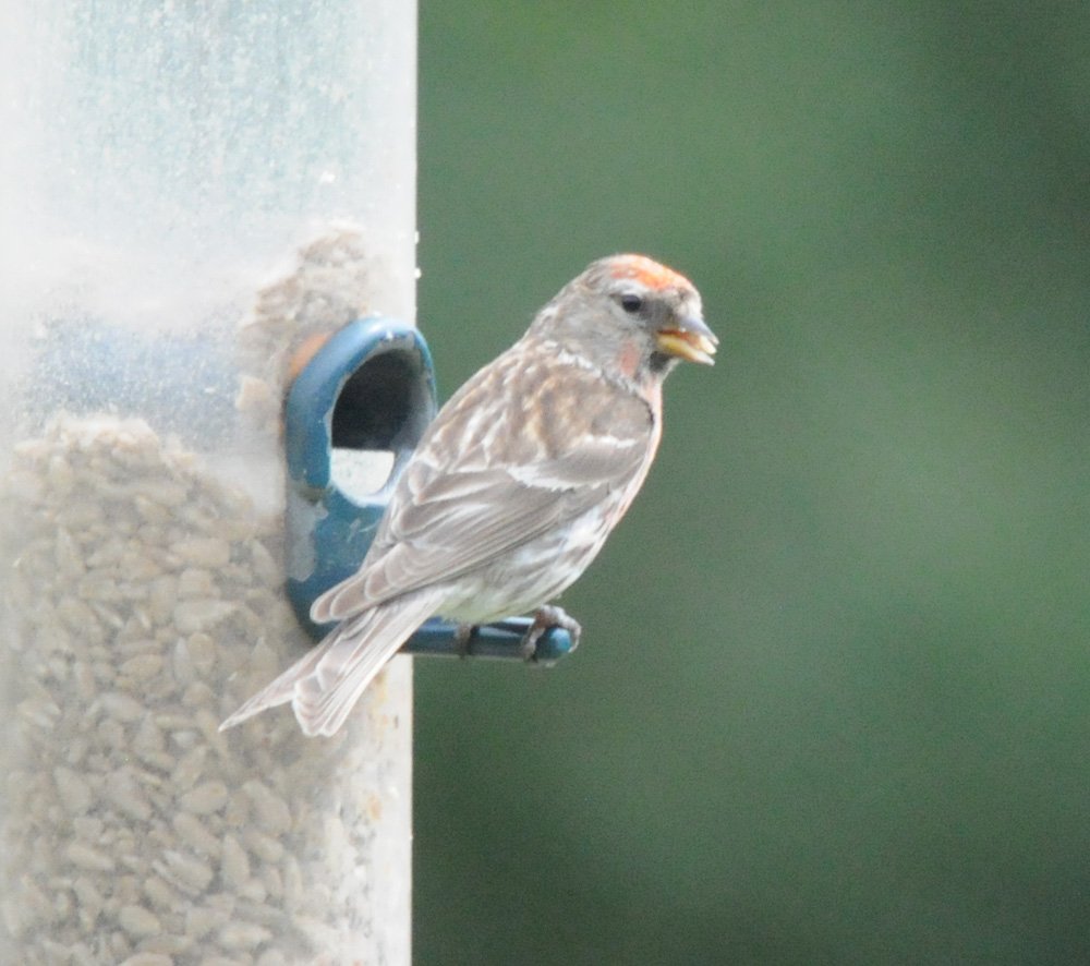 wildlife_news's tweet photo. RT @Realbirder: Nice to see Lesser Redpoll in garden at this time of the year along with one of the regulars https://t.co/U75suzlNip