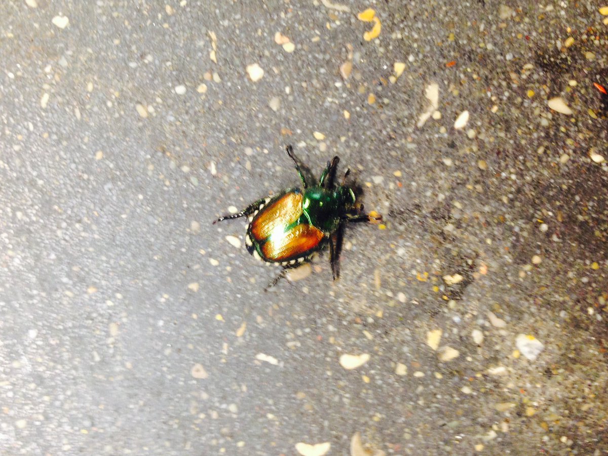 KellyRenner's tweet image. First Japanese Beetle I've seen this summer! #wibugs
