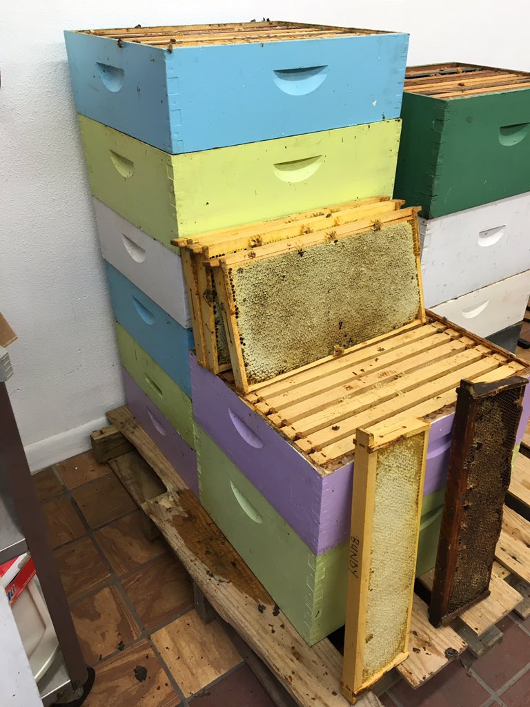 AHoneyBeeTree's tweet photo. Pulled #honey will #extract soon! I am guessing 200lbs. We'll see😉. From 2 2nd yr hives, 1 1st yr, 1 spring split... https://t.co/G6o0DdCd4G