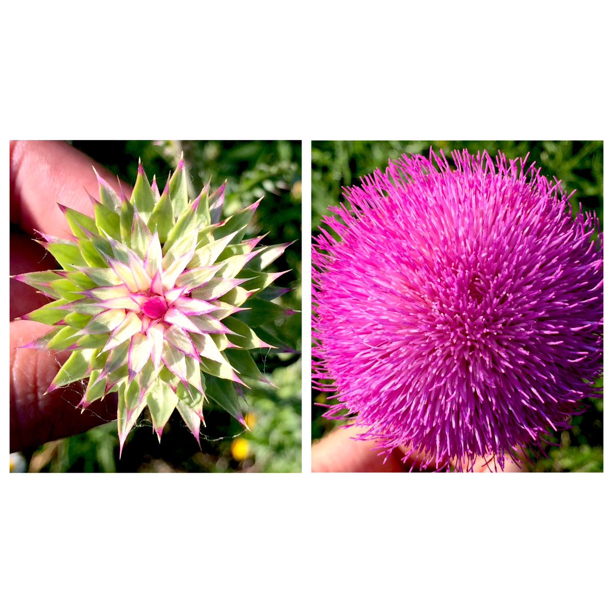 strongmicrobials tweet media