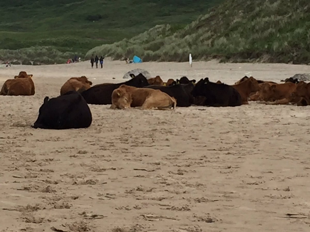angeljen1's tweet photo. When the sun came out even the cows enjoyed it on Whitepark Bay. #beachcows @NITouristBoard @barrabest https://t.co/jWtQHJAmVW