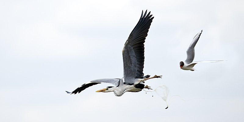 NigelBewley's tweet photo. Grey heron, evading a black-headed gull. 14 April 2016.  WWT London Wetland Centre.
#wildlondoncomp https://t.co/SNb2P6AJ38