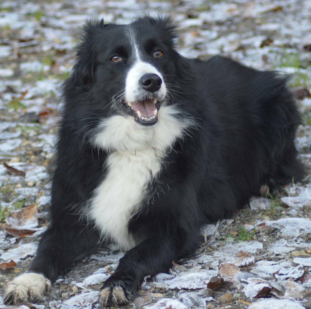 Dreamiingyy's tweet photo. #montoutoudamour #NONALABANDON Joy #bordercollie de bientôt 9 ans 😍 et elle part avec nous en vacances @SafiaVendome https://t.co/JwsdoZraJx