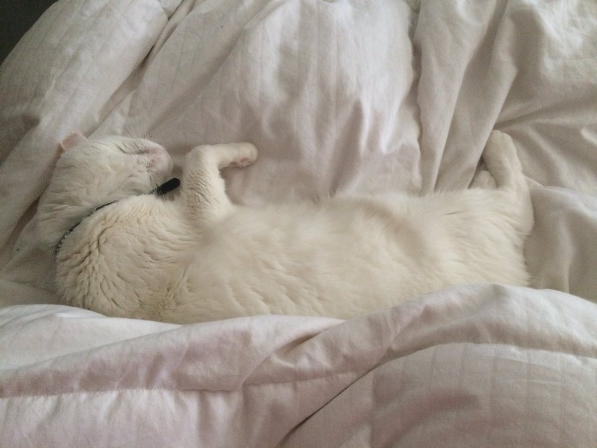 CalgarySweets's tweet photo. #cats #adorable https://t.co/EvEqFJ2X8r