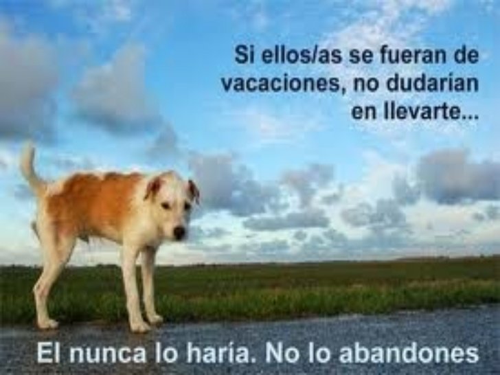 Galgoneando (@galgoneando) on Twitter photo 