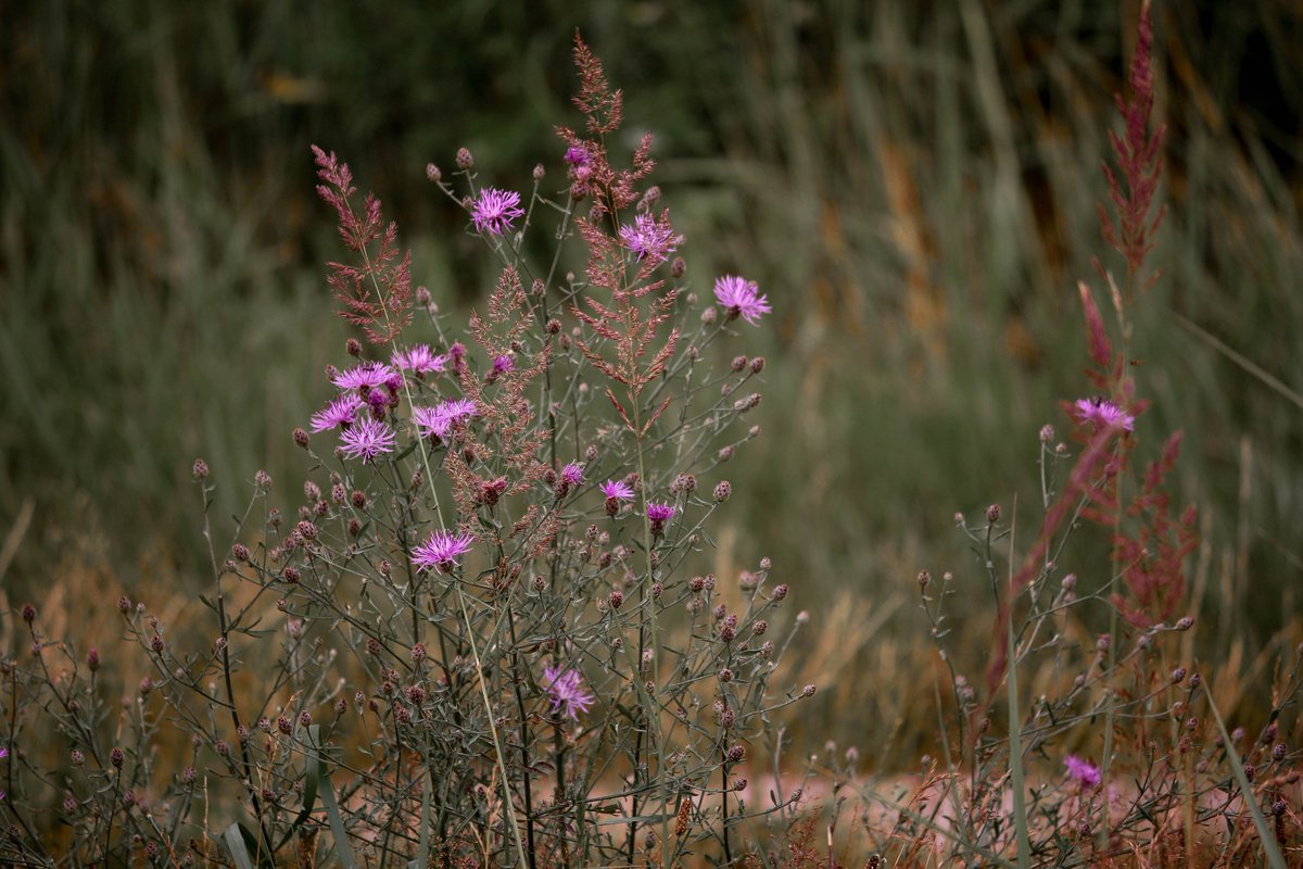 mcocoaries's tweet image. Follow me on Flickr flickr.com/cocoaries #photography #flickr #flowerphotography #naturephoto #lightroom #artist
