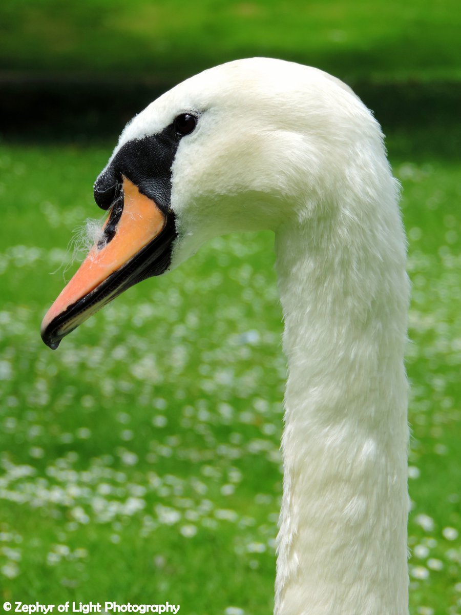 Zephyroflight's tweet photo. Posing Swan at Kersney Abbey, Kent.
#photography #wildlife #zephyroflightphotography #outdoorlife #Queensbird https://t.co/h8ud97aGQq