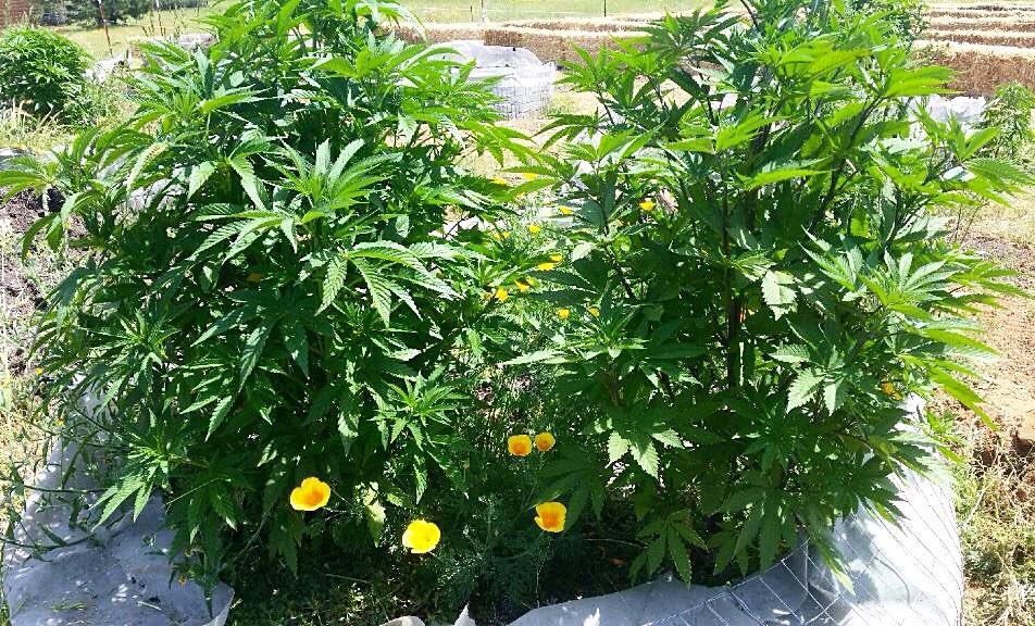 Atlas_Collectiv's tweet photo. Lovin' the green life 💚 #organic #medicine #ganja #oregrown #thegrow2016 https://t.co/OdoUNrvGfZ