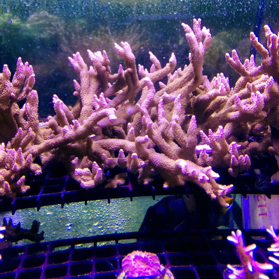 reefscapes's tweet image. FREE DIGITATA FRAG W/ PURCH OVER $50. FREE RAFFLE TX W/ PURCH OVER $10. 7/31 DRAW FOR A $50 LIVESTOCK GC!