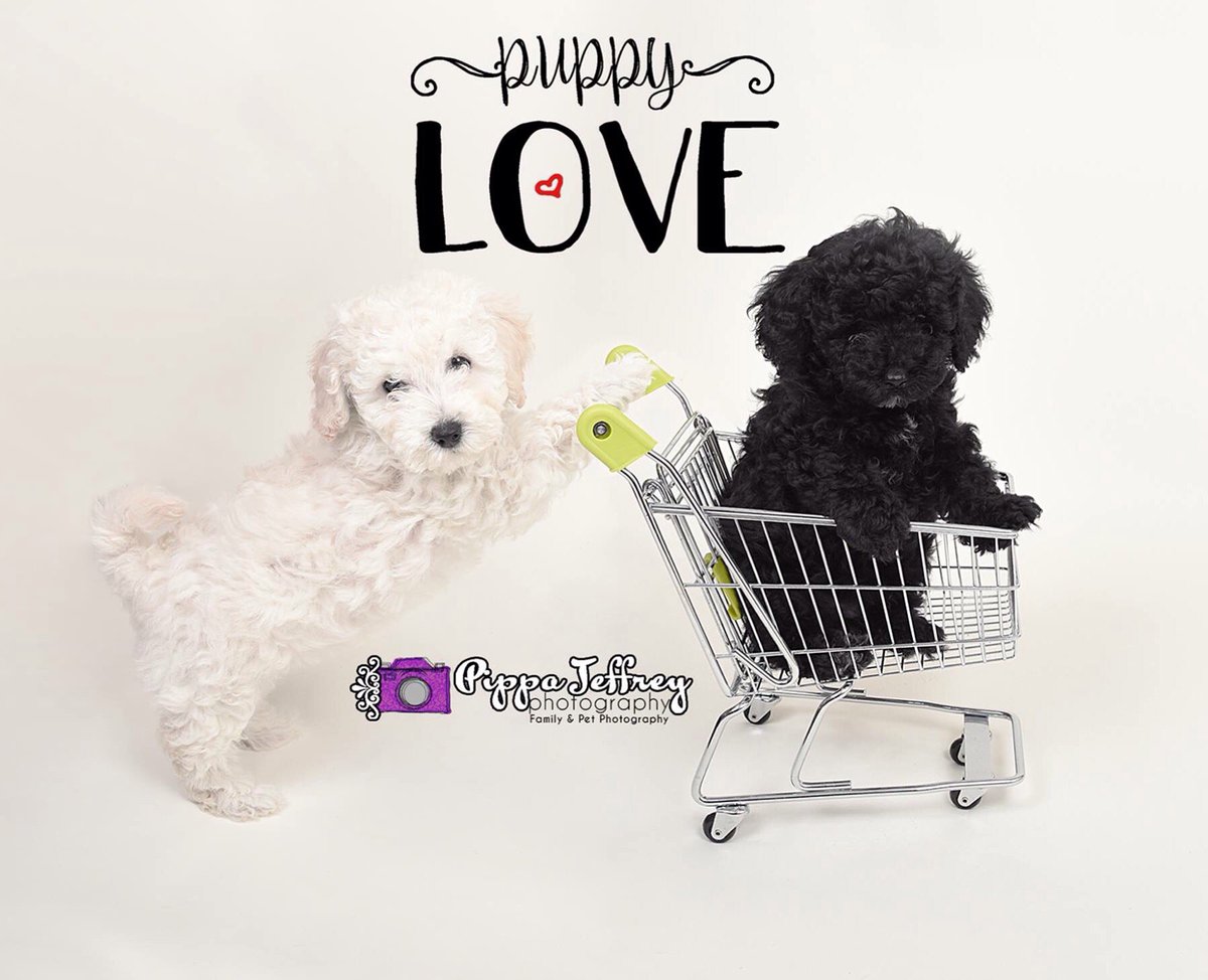 PippaPhoto's tweet image. Puppy Love 🐾🐶🐾 I loved doing this shoot!!