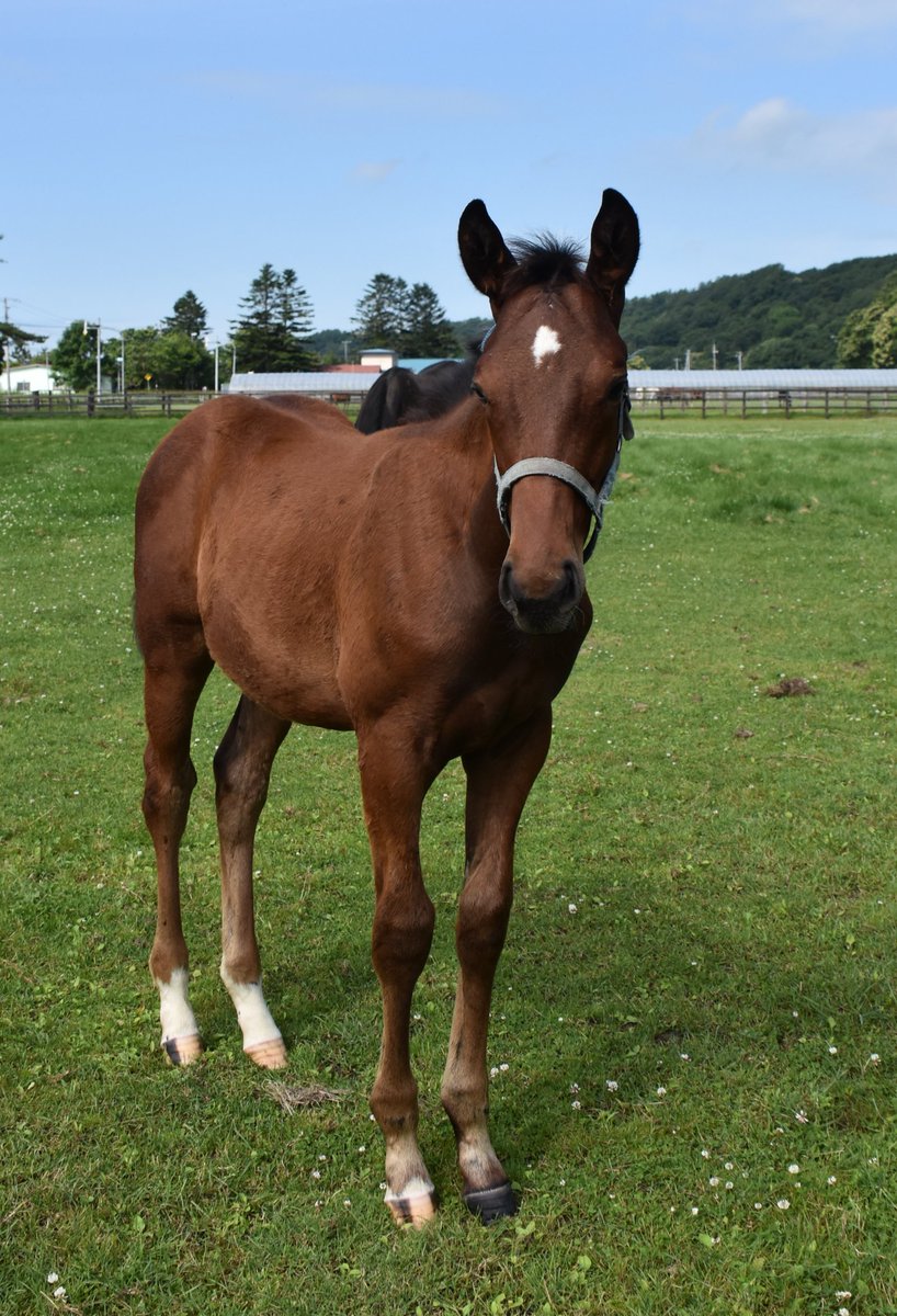 パカパカ工房 セレクトセールの話題が尽きませんが 本日は大井競馬場で第18回ジャパンダートダービー Jpn が実施されます 東海公営からは東海ダービー馬カツゲキキトキトが木之前葵騎手を背に 2着馬キタノアドラーブルが大畑雅章騎手を背に挑みます