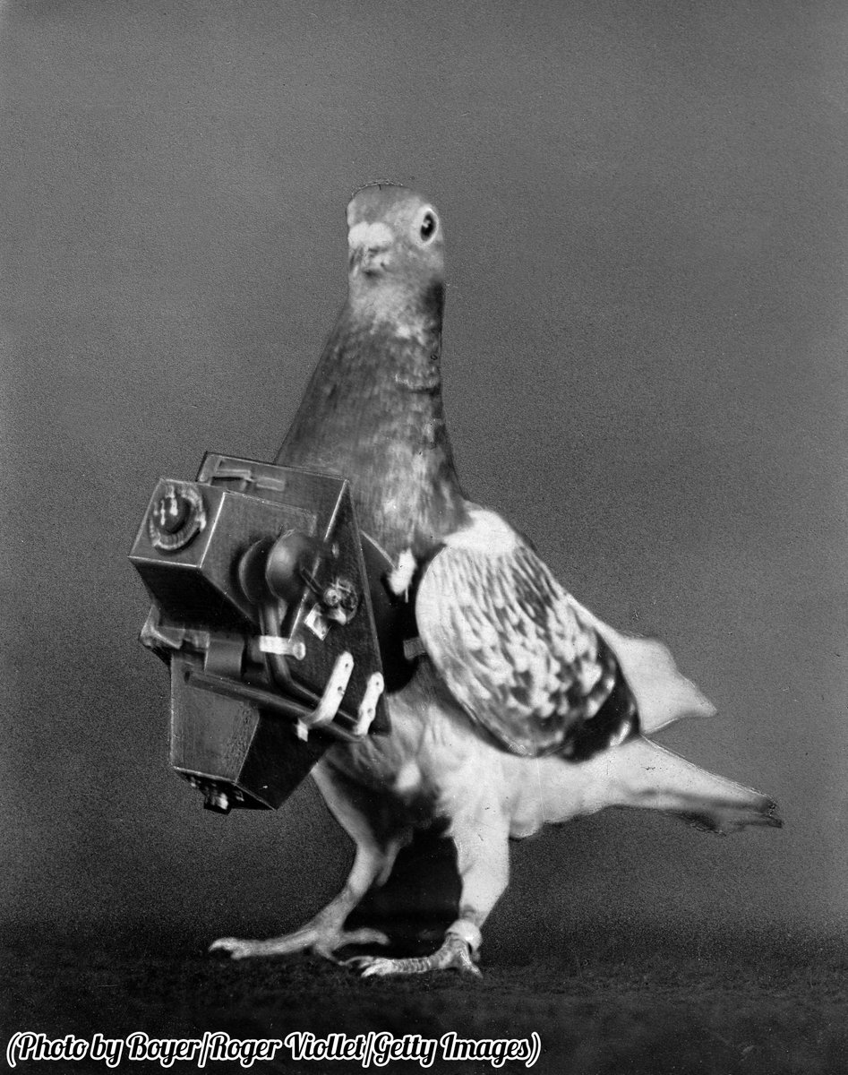 HistoryInPics's tweet image. A pigeon fitted with a camera for doing aerial surveys, France, circa 1910.