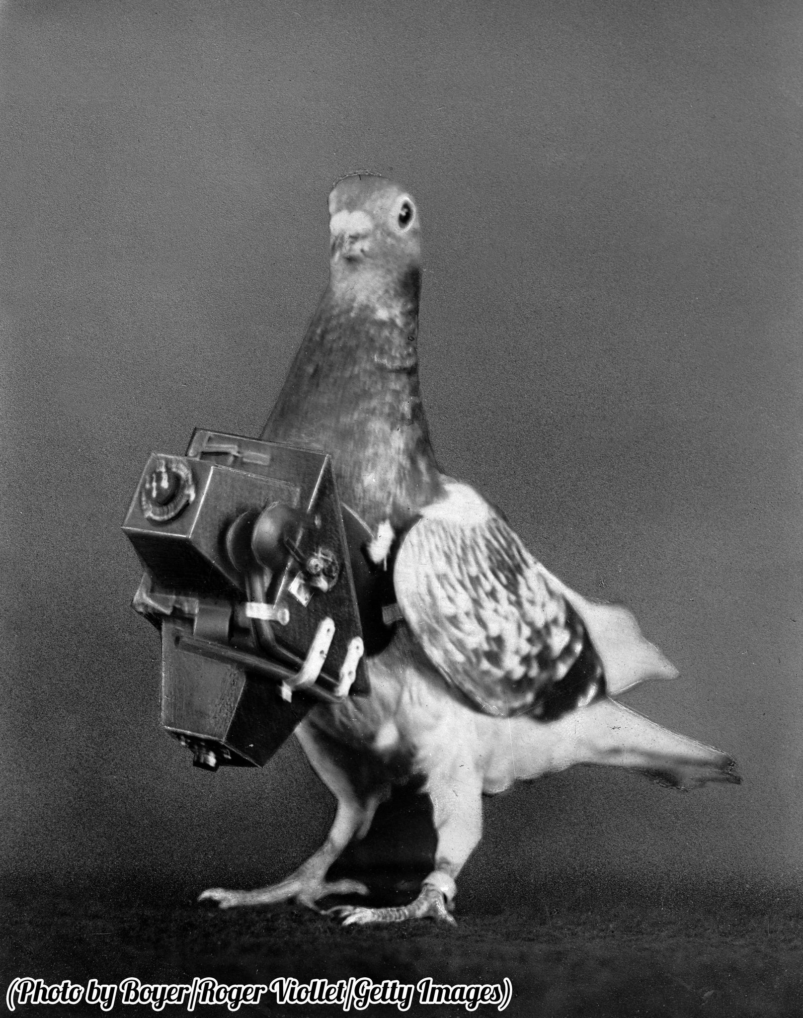 piegion with camera