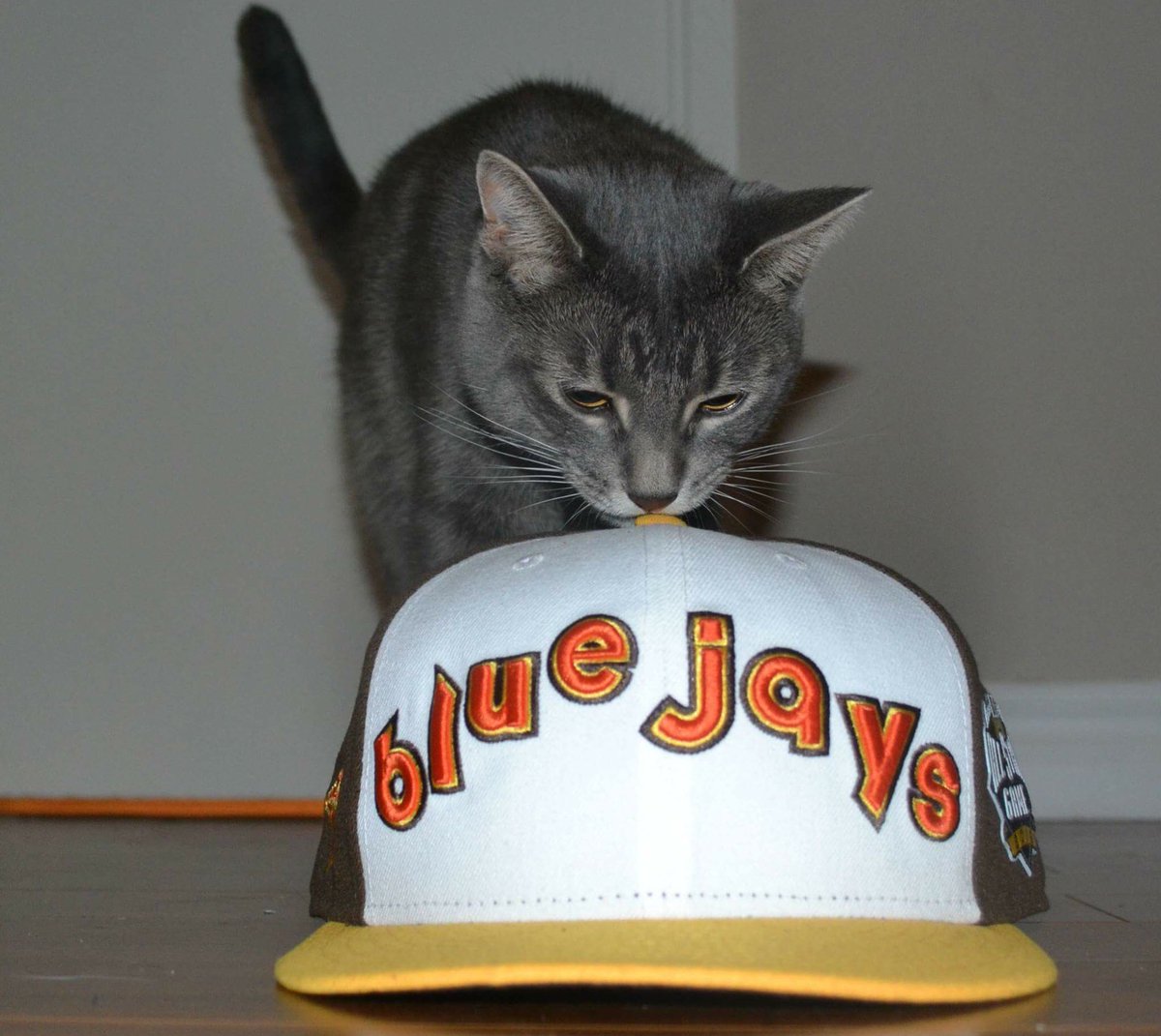 JoseMeowtista's tweet photo. Retweet if you're cheering for the @BlueJays and the American League in tonight's @AllStarGame! #BlueJays #MLB https://t.co/mBWhXf4635