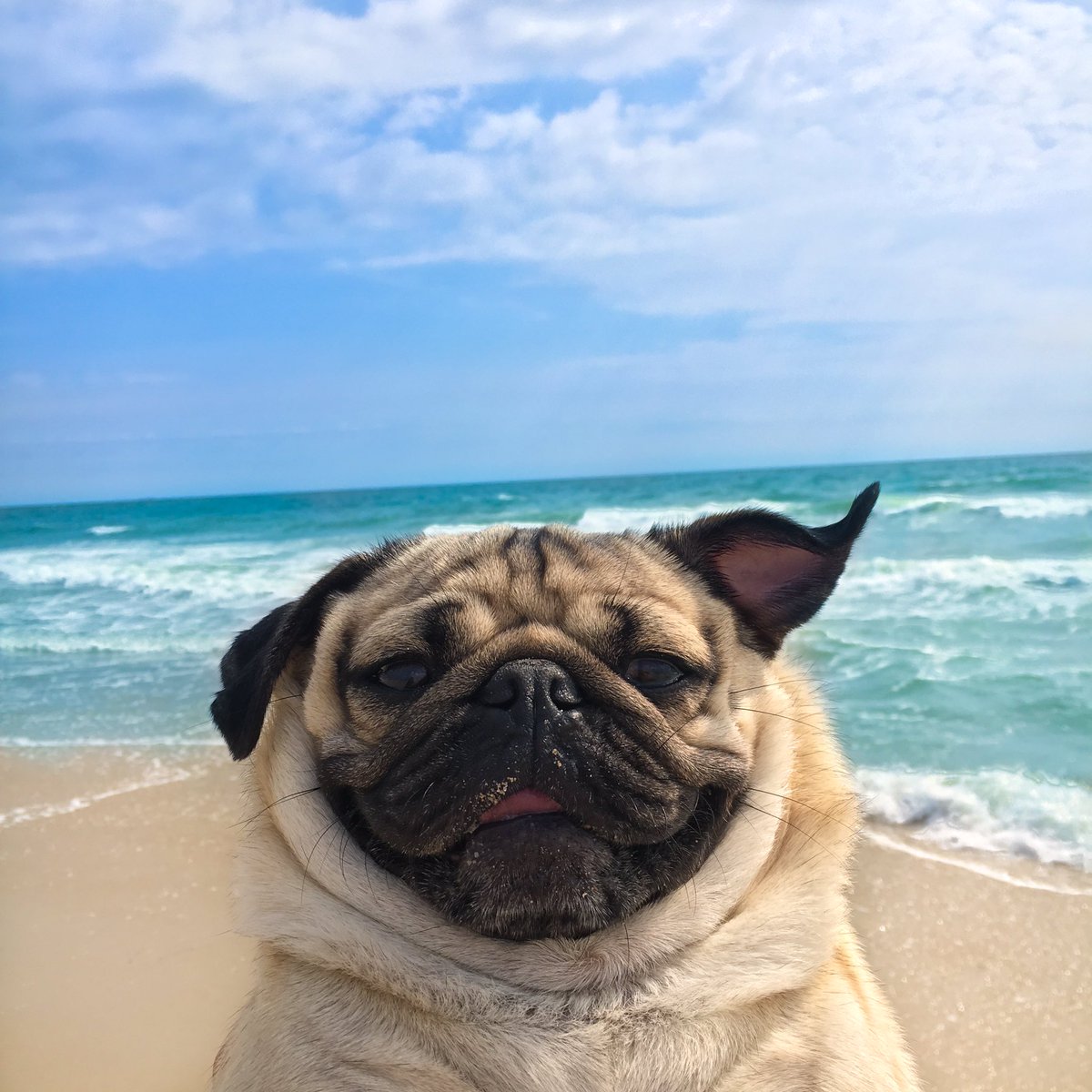 wild pug