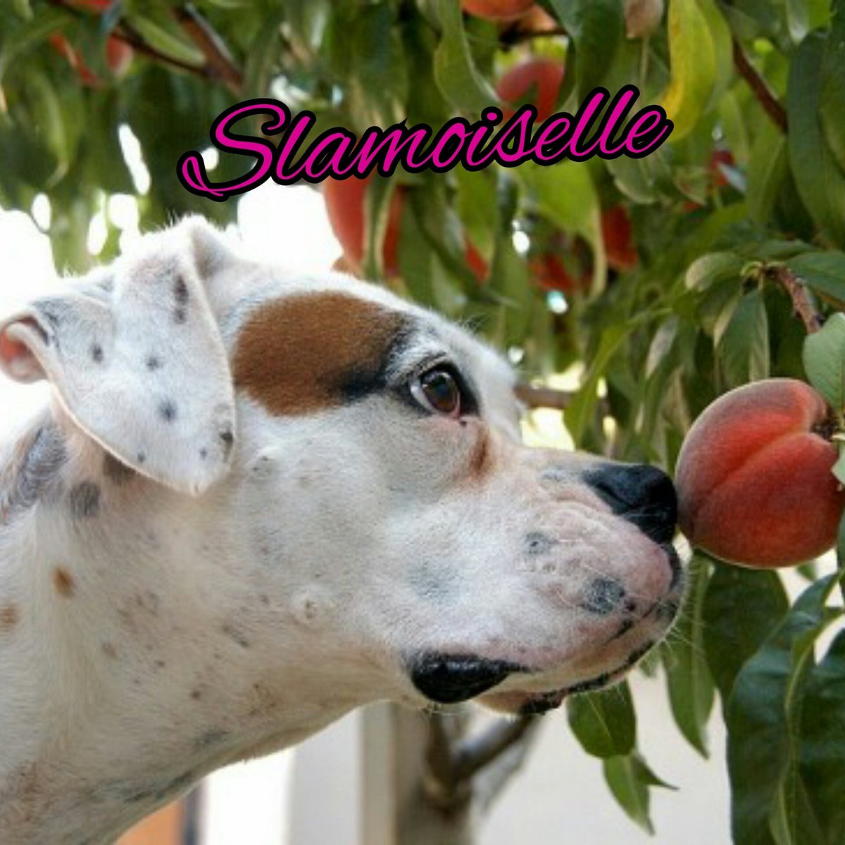 royalcityroller's tweet image. "Causin' waterfalls, stone walls, bar brawls." - @peaches. Violet Puprising on the track July 16th! #dogsofderby