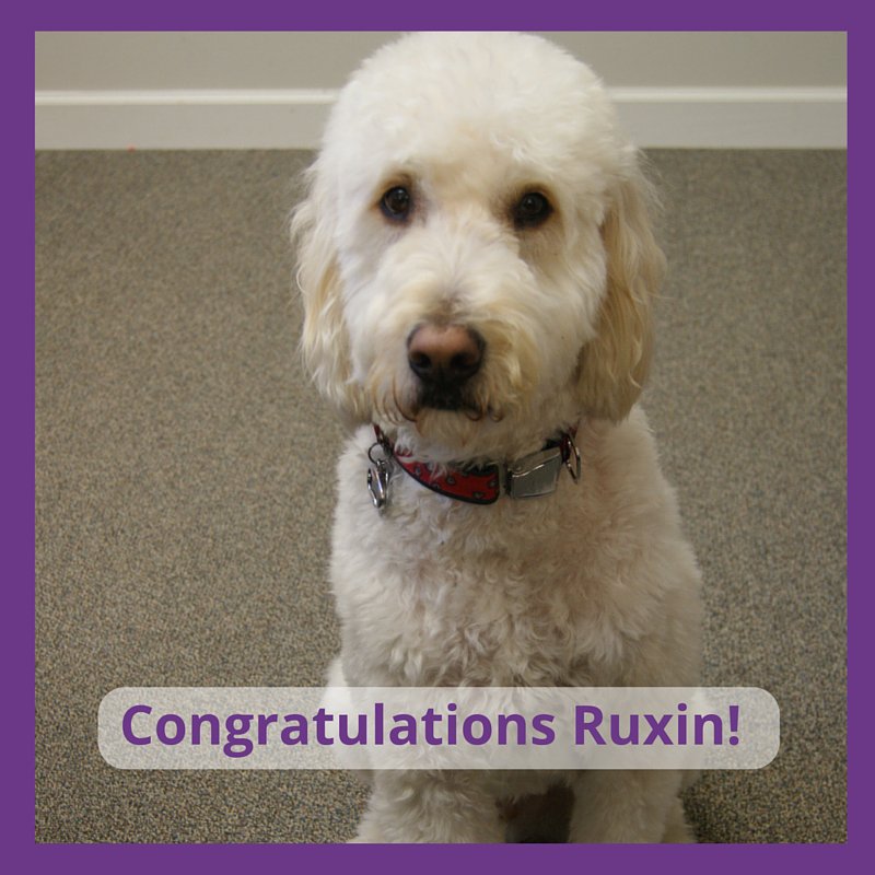 ChildrensAdv's tweet photo. Our therapy dog, Ruxin, recently passed his re-certification test. Great job Ruxin! #TherapyDog #CACHelps https://t.co/lYazsCFZvN